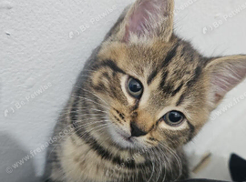 Tiger kitten