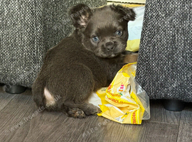 French bulldog puppies
