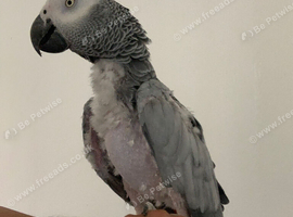 Hand tame African grey
