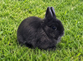 Blue Netherland Dwarf Doe