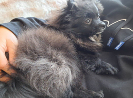 Girl pomeranian