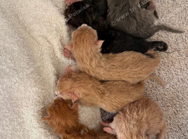 Maine Coon Babies