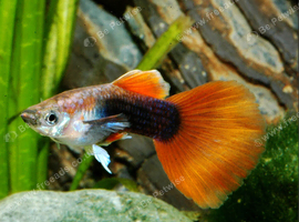 Mixed guppies
