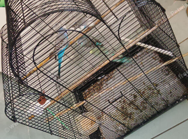 4 boy bugies with cage 12 week old