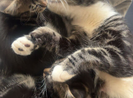 Tabby kittens
