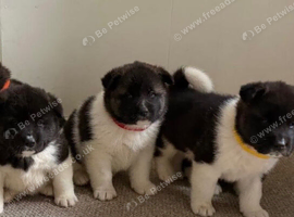 Chunky Akita puppies