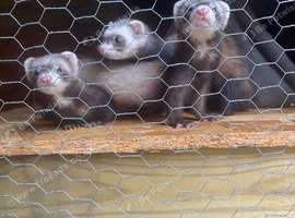 Micro ferrets