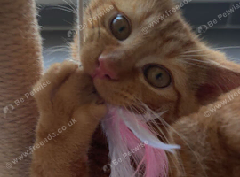 Ginger kitten!