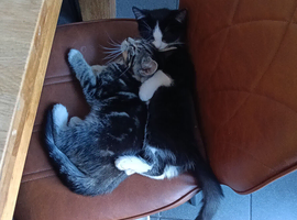 Beautiful kittens