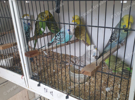 Budgies
