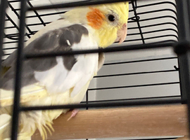 Young semi tame bird