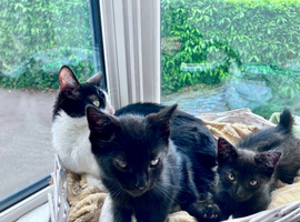 Kittens ready for their homes.