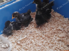 Pekin chicks
