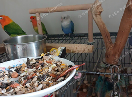 Lovebirds