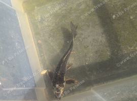 Koi carp for sale