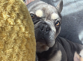 Blue French bulldog