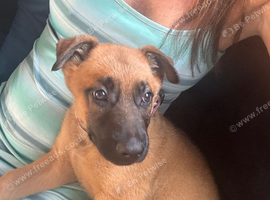 9 weeks old puppy