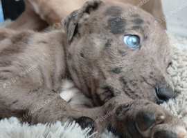 Merle pups and blue merle pups ,  Staff cross shar pei pupps