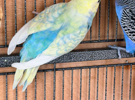 Adult Budgies Looking for Loving Homes &ndash; Folkestone