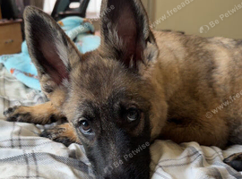 5 month old female German shepherd