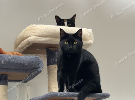 2 Year Old Spayed Female house cat