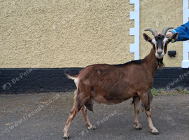 Registered English Doe for Sale