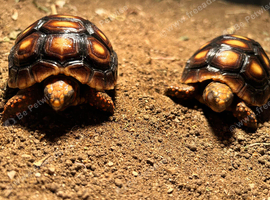 Red foot tortoises