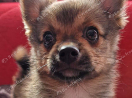 3 beautiful pomchi puppies looking for their forever families