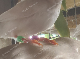 Young zebra male finch