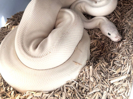 4 Healthy friendly Royal Ball Pythons