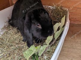 2 male rabbits in need of new homes