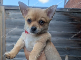 Chihuahua puppy seeking forever home