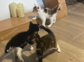 Ready now! 3 kittens for sale.