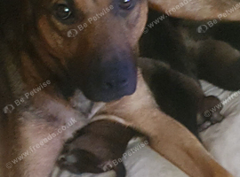 Bullherder x Dutch shepard puppies