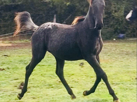 Friesian X Appaloosa filly