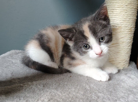 Beautiful Tortoise kittens