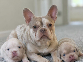 EPIC KC FRENCH BULLDOG PUPPIES!!