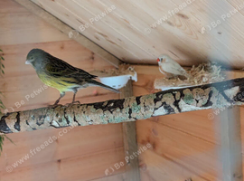 Canaries