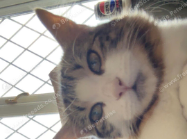 Gorgeous female kitten