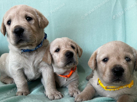 Gorgeous Goldador Puppies