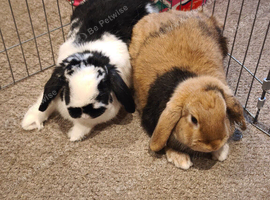 Neutered males ready to bond