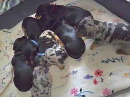 4 stunning sausages