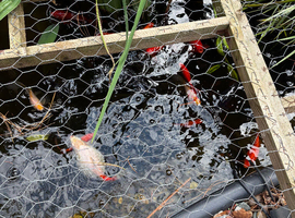 Mixed selection of fish