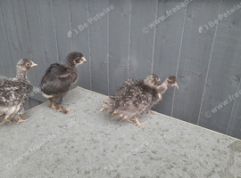 Young bantam chickens