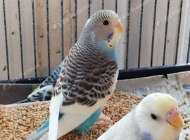 Beautiful baby budgies