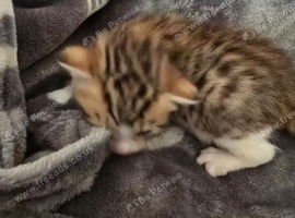 Beautiful kittens