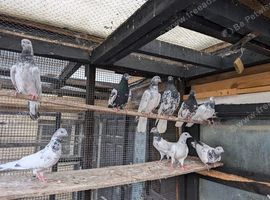 Pigeons for sale