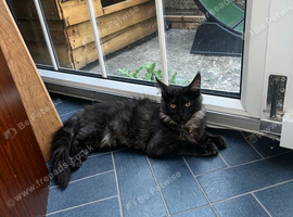 TICA ACTIVE REGISTERED FEMALE MAINE COON