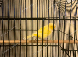Canary and Large Cage