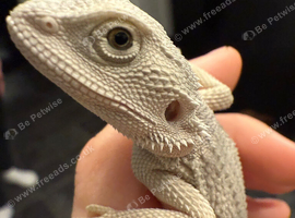 100% hypo zero female